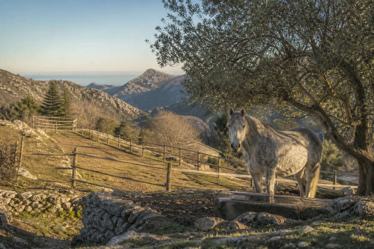 Chevaux au pré sous un ciel d’hiver dans une vallée du haut pays niçois