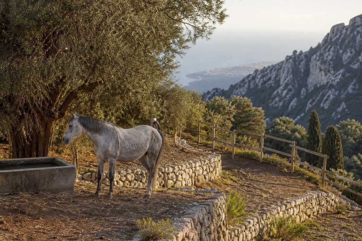 Pension chevaux dans l'arrière-pays niçois : reliefs, pâtures et accès