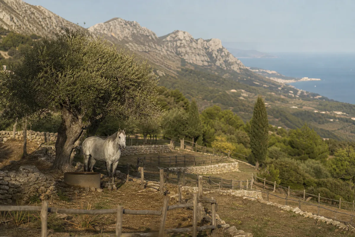 Vue d’ensemble de paddocks installés sur les collines dominant le littoral azuréen